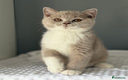 British Shorthair cats for sale: GGCF registered lilac bi kittens available  - Image 9