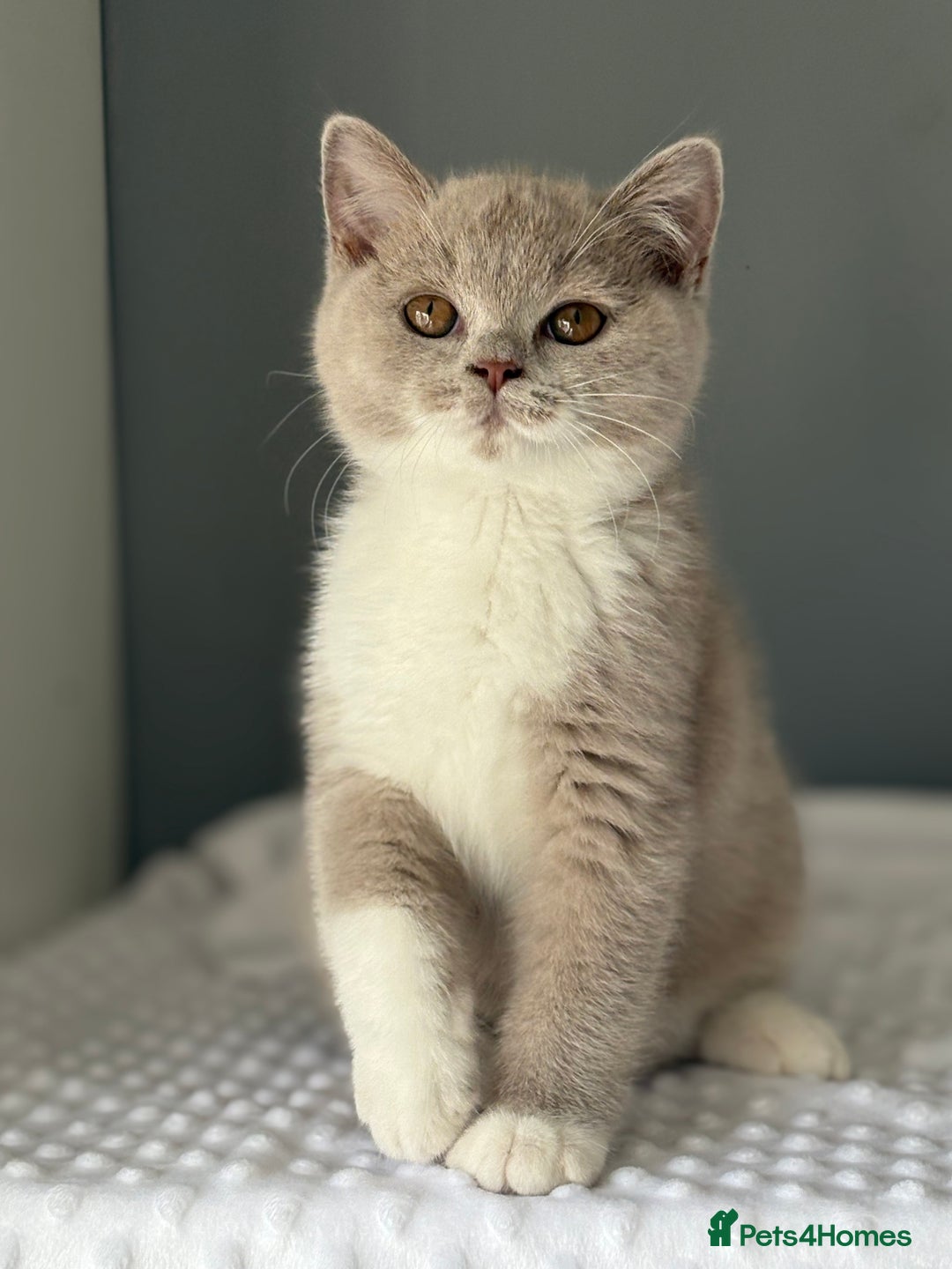 British Shorthair cats for sale: GGCF registered lilac bi kittens available  - Image 9
