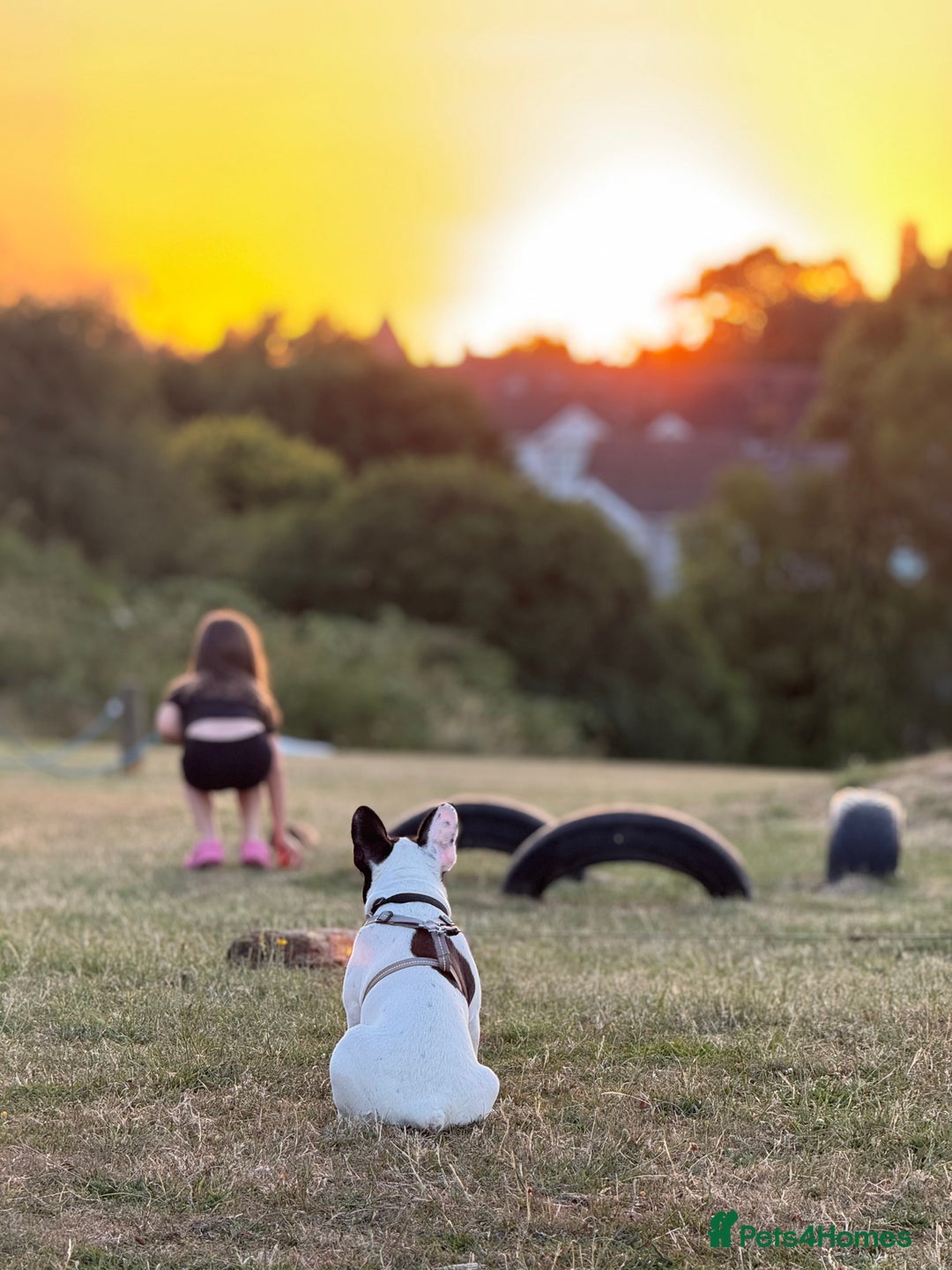 French Bulldog dogs for sale: Lovely Oreo French Buldog  - Image 5