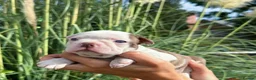 Boston Terrier dogs for sale: 5 KC Boston Terriers  - Advert 5