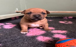 Staffordshire Bull Terrier dogs for sale: Amazing True To Type Staffordshire bull terriers  - Image 8
