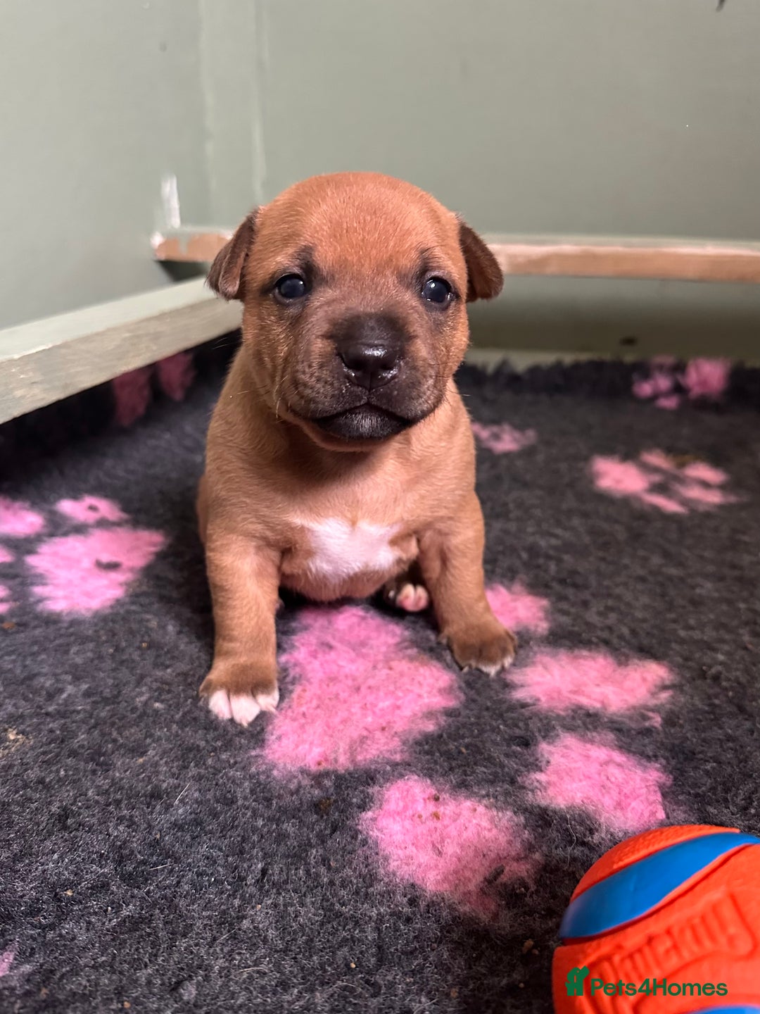 Staffordshire Bull Terrier dogs for sale: Amazing True To Type Staffordshire bull terriers  - Image 8