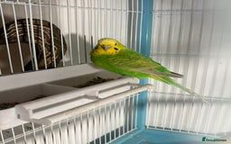 Budgerigars birds for sale: 4 x budgies for sale - Image 2
