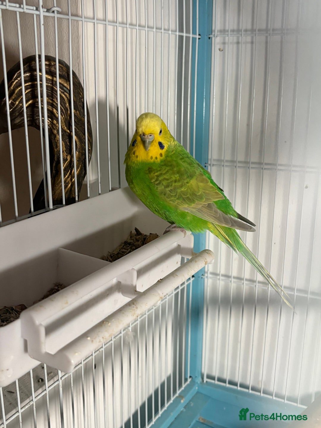 Budgerigars birds for sale: 4 x budgies for sale - Image 2