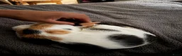 Mixed Breed cats for sale: Cats for sale  - Advert 15