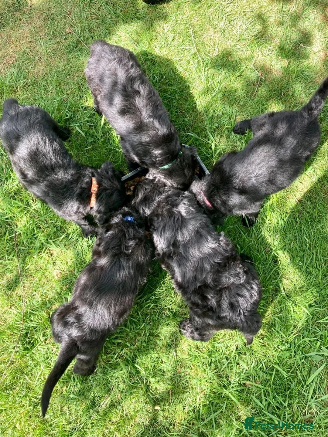 Labradoodle dogs for stud: Labradoodle Stud - Proven in Worthing - Advert 19