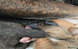 Boxer dogs for sale:  Only 2 girls left... 🥰 - Image 10