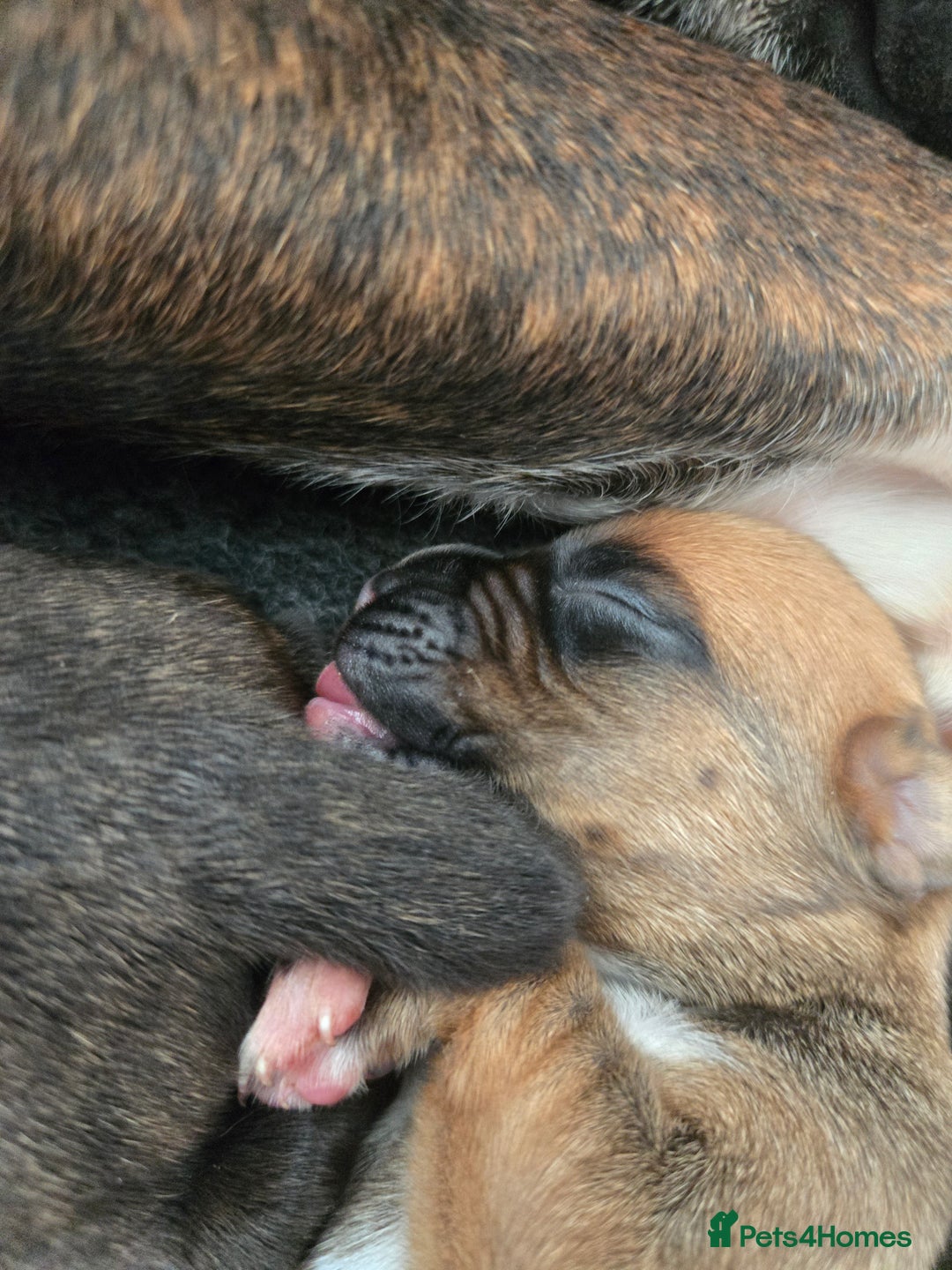 Boxer dogs for sale:  Only 2 girls left... 🥰 - Image 10