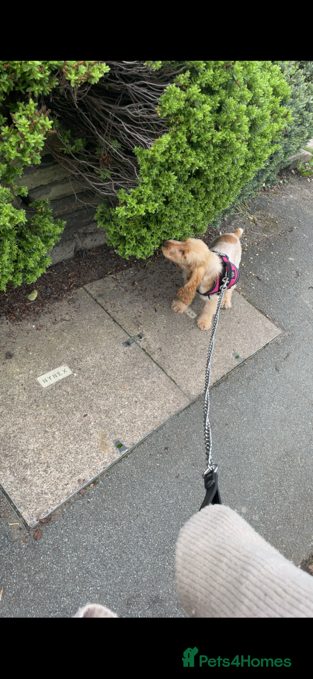 Cocker Spaniel dogs for sale: 6 month old Cocker spaniel boy - Advert 4