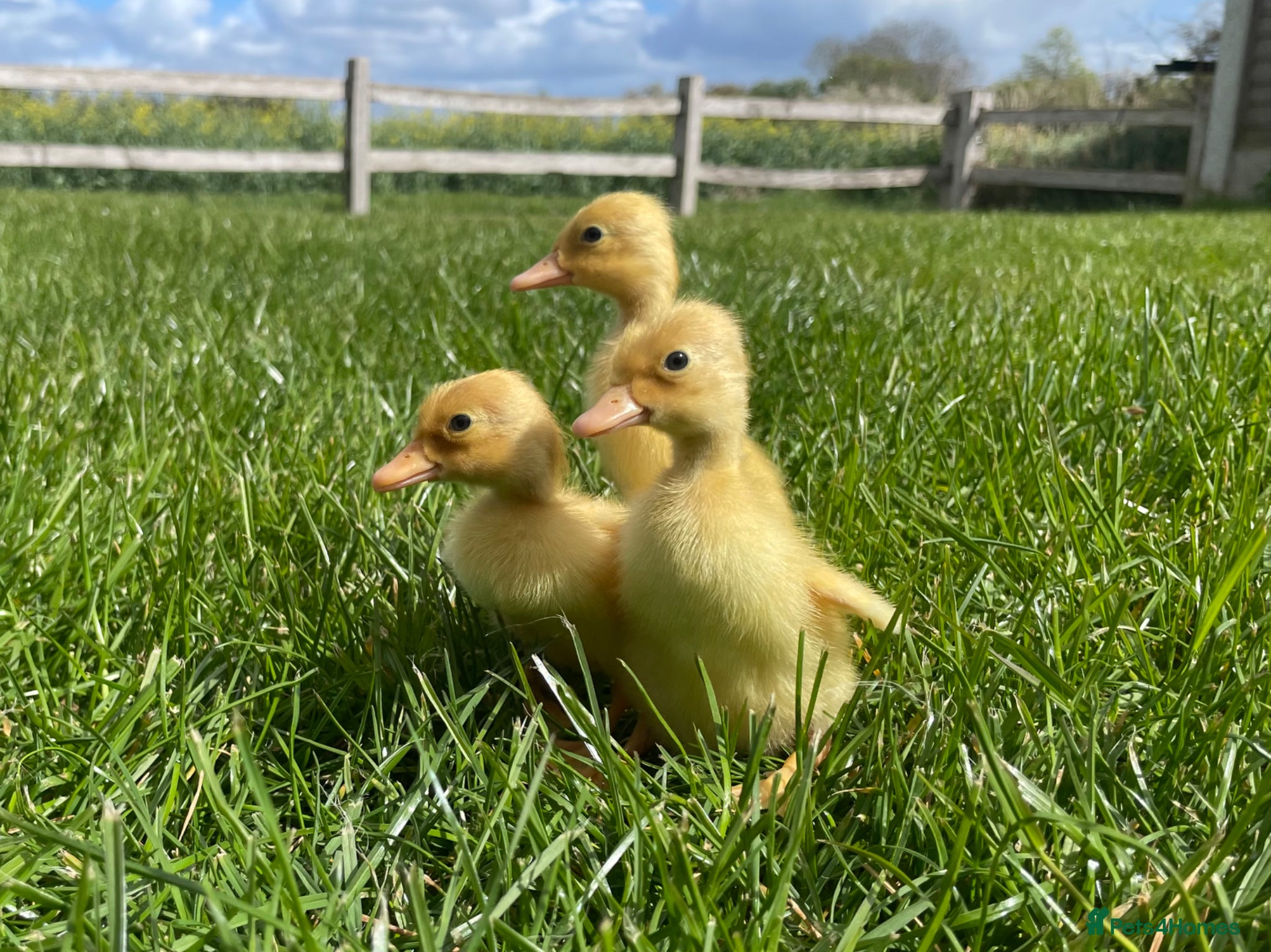 Ducks poultry Pure White Indian Runner Ducklings and Eggs - Advert 21