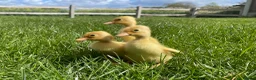 Ducks poultry for sale: Pure White Indian Runner Ducklings and Eggs - Advert 1