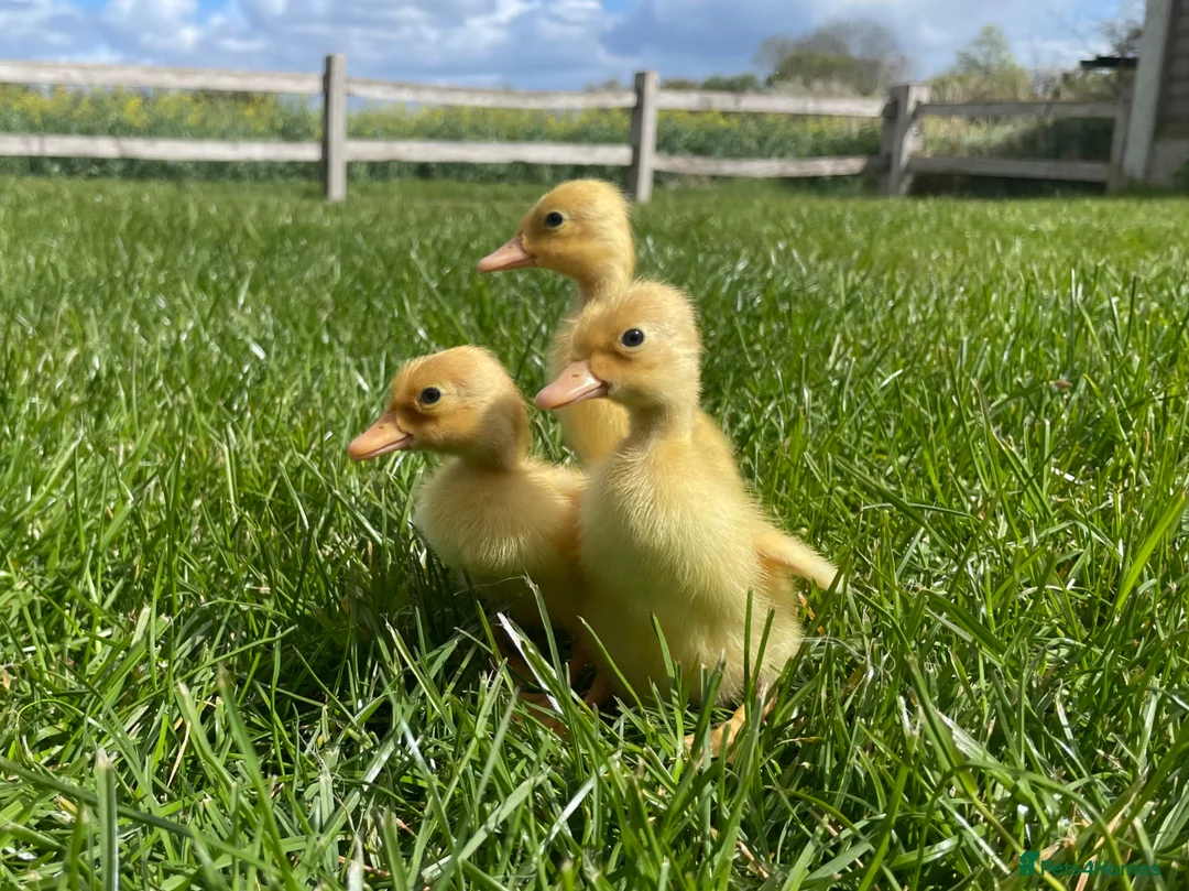 Ducks poultry for sale: Pure White Indian Runner Ducklings and Eggs - Advert 1