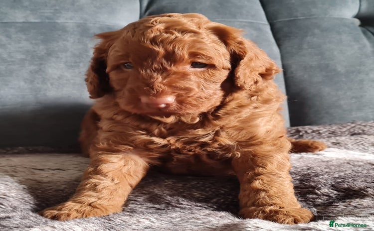 Cockapoo dogs - Advert 1