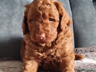 Cockapoo dogs - Advert 1