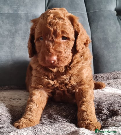 Cockapoo dogs - Advert 1