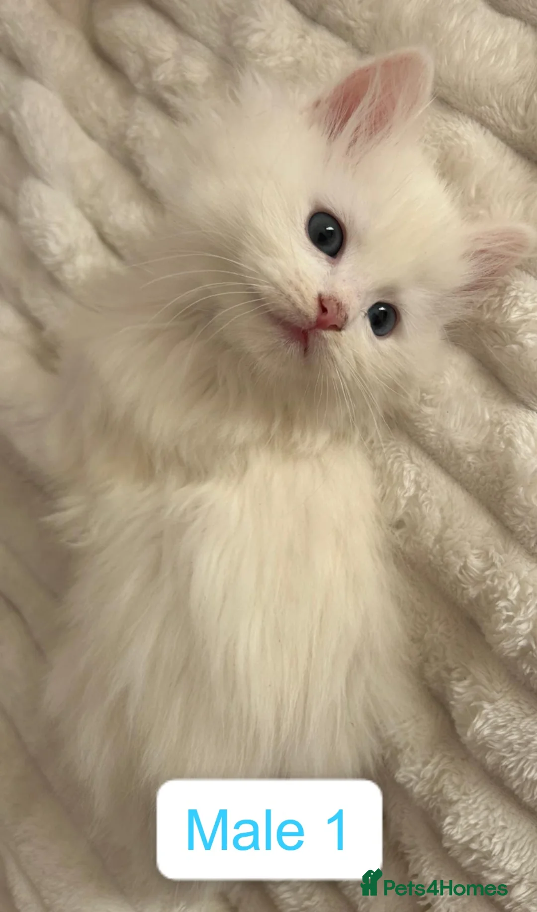 Mixed Breed cats for sale: 3 Kittens - Ragdoll Mix breed - White  - Advert 2