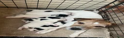 Parson Russell dogs for sale: Parsons Russell Puppies - Advert 1