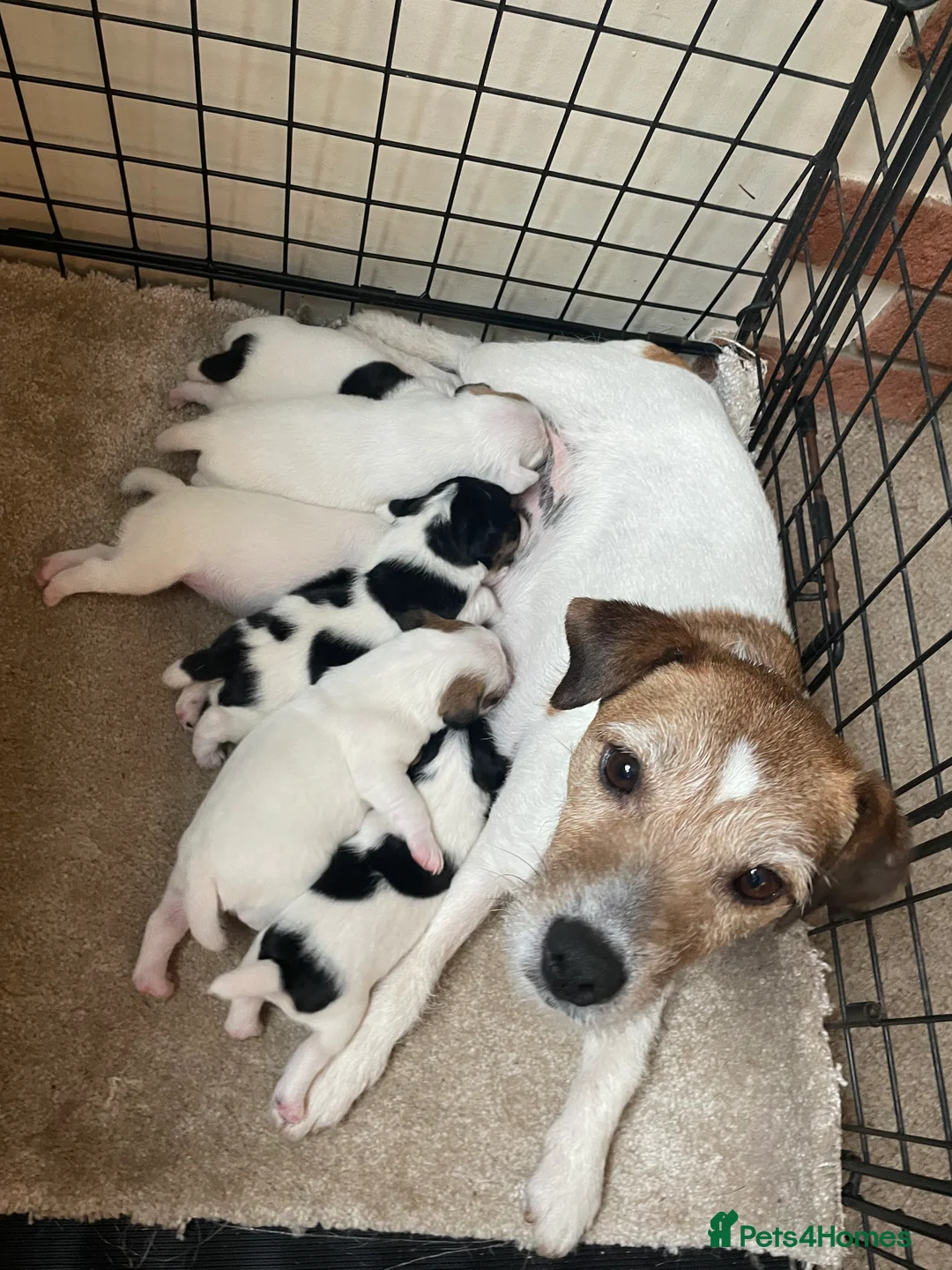 Parson Russell dogs for sale: Parsons Russell Puppies - Advert 1