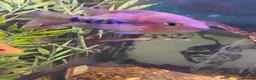 Cichlids fish for sale: Blood parrot x marble veija  - Advert 10