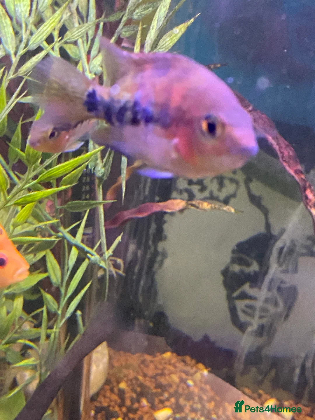 Cichlids fish for sale: Blood parrot x marble veija  - Advert 10