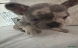 French Bulldog dogs for sale: Beautiful French bulldogs seek homes - Image 7