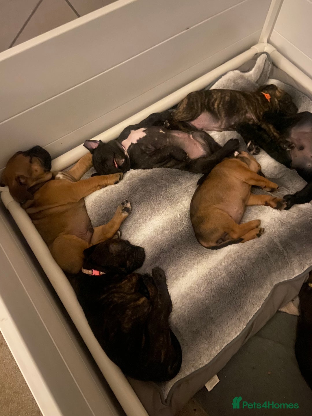 Mixed Breed dogs for sale: Old tyme bulldog in Shotts - Image 12