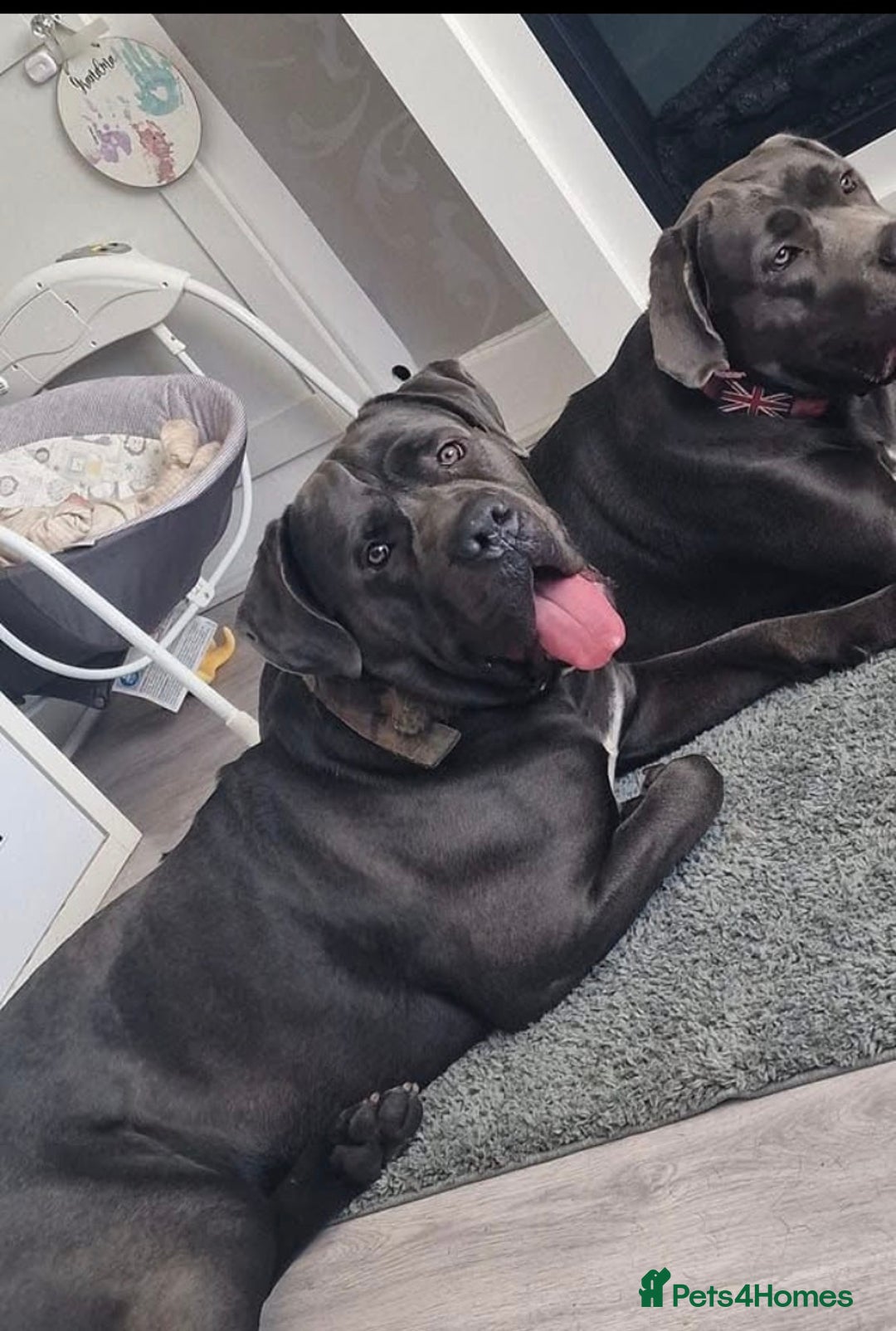 Cane Corso dogs for sale: Conan cane corso - Advert 9