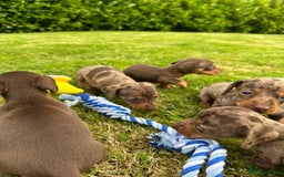 Miniature Dachshund dogs for sale: Beautiful Miniature chocolate & Dapple Puppies - Image 2