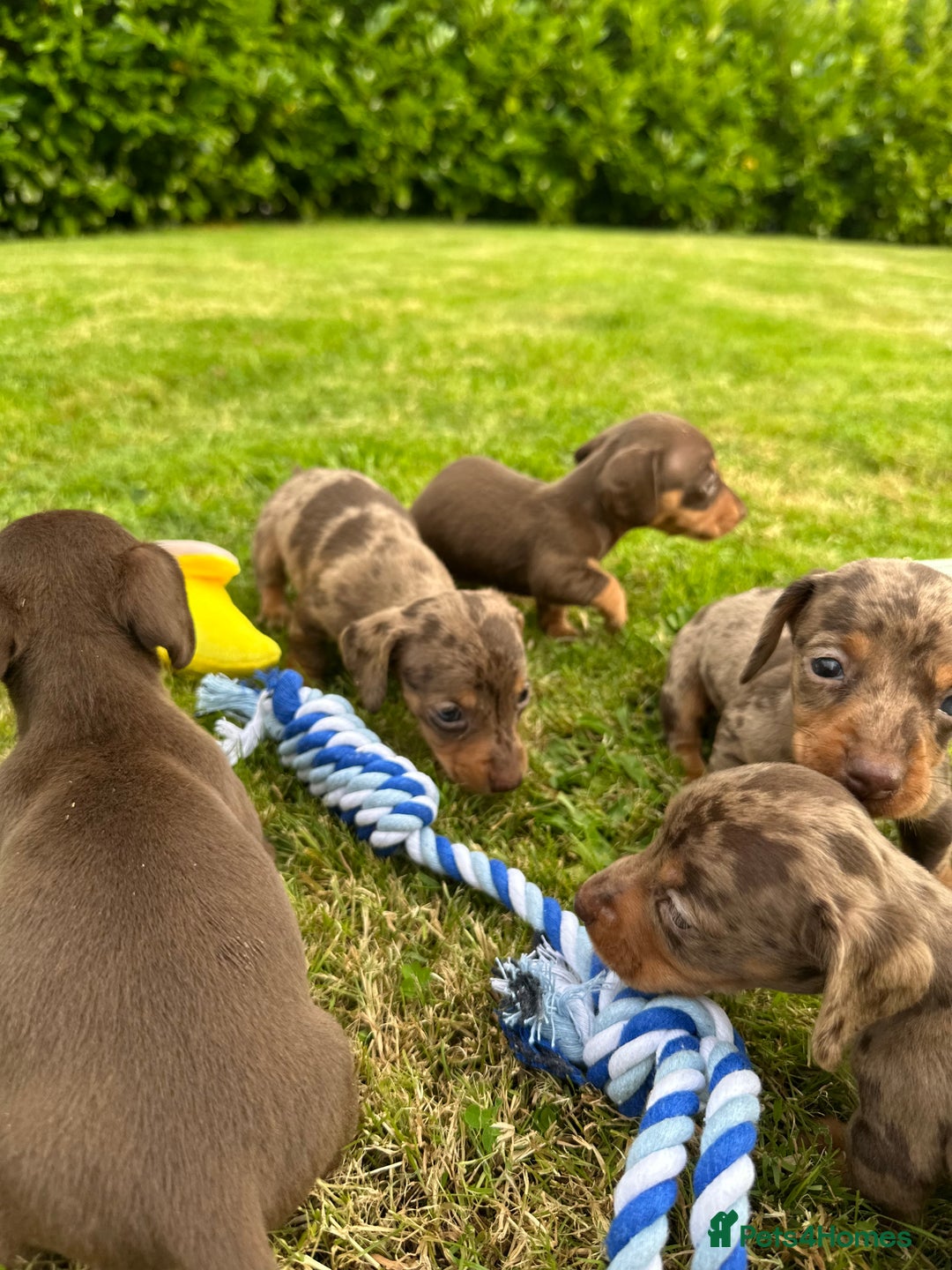 Miniature Dachshund dogs for sale: Beautiful Miniature chocolate & Dapple Puppies - Image 2
