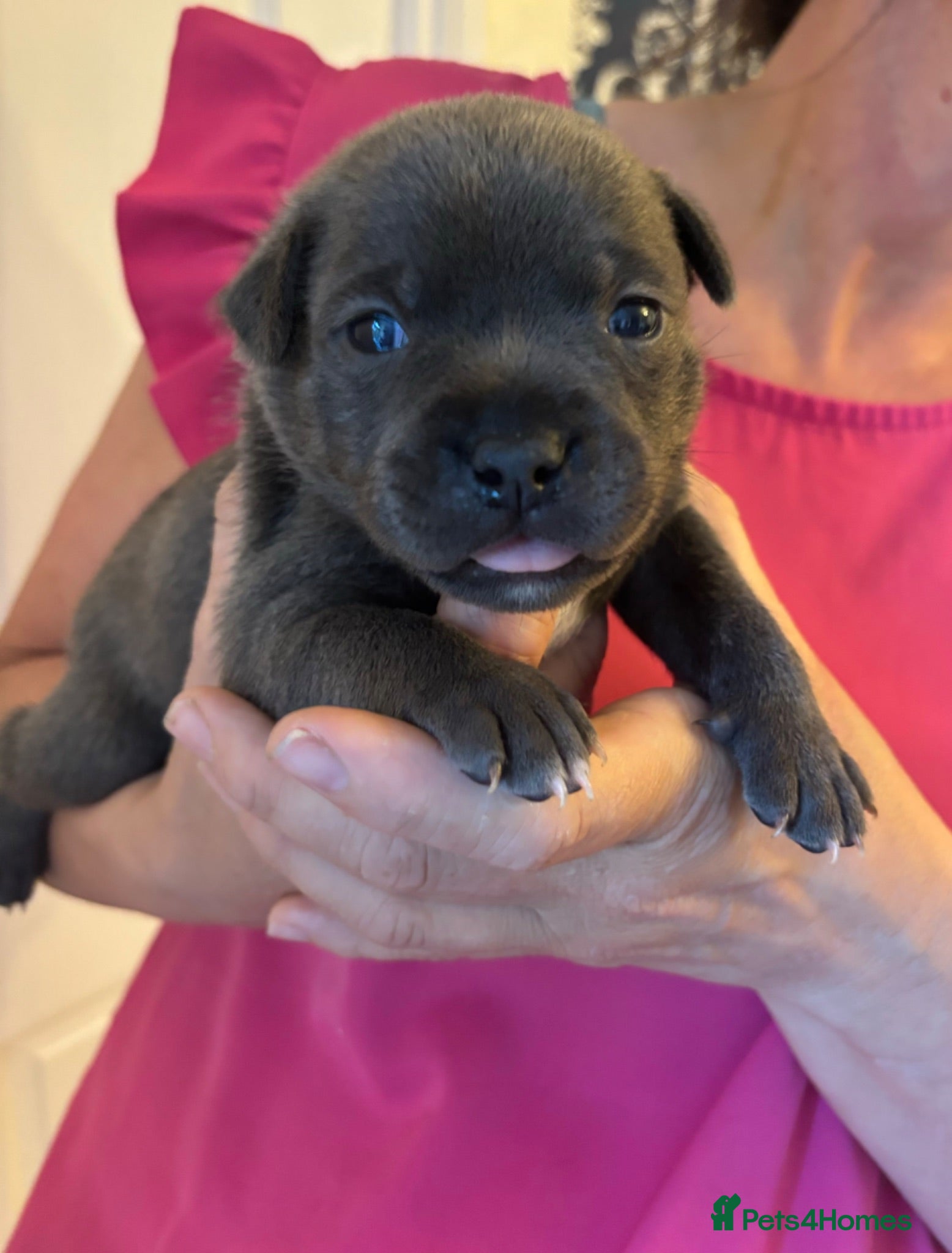 Staffordshire Bull Terrier dogs Stunning Litter 🖤💙 CH Bill & Nova - Advert 4