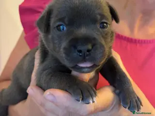 Staffordshire Bull Terrier dogs Stunning Litter 🖤💙 CH Bill & Nova - Advert 4