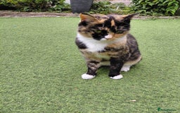 Domestic Shorthair cats for sale: Poppy  - Image 2