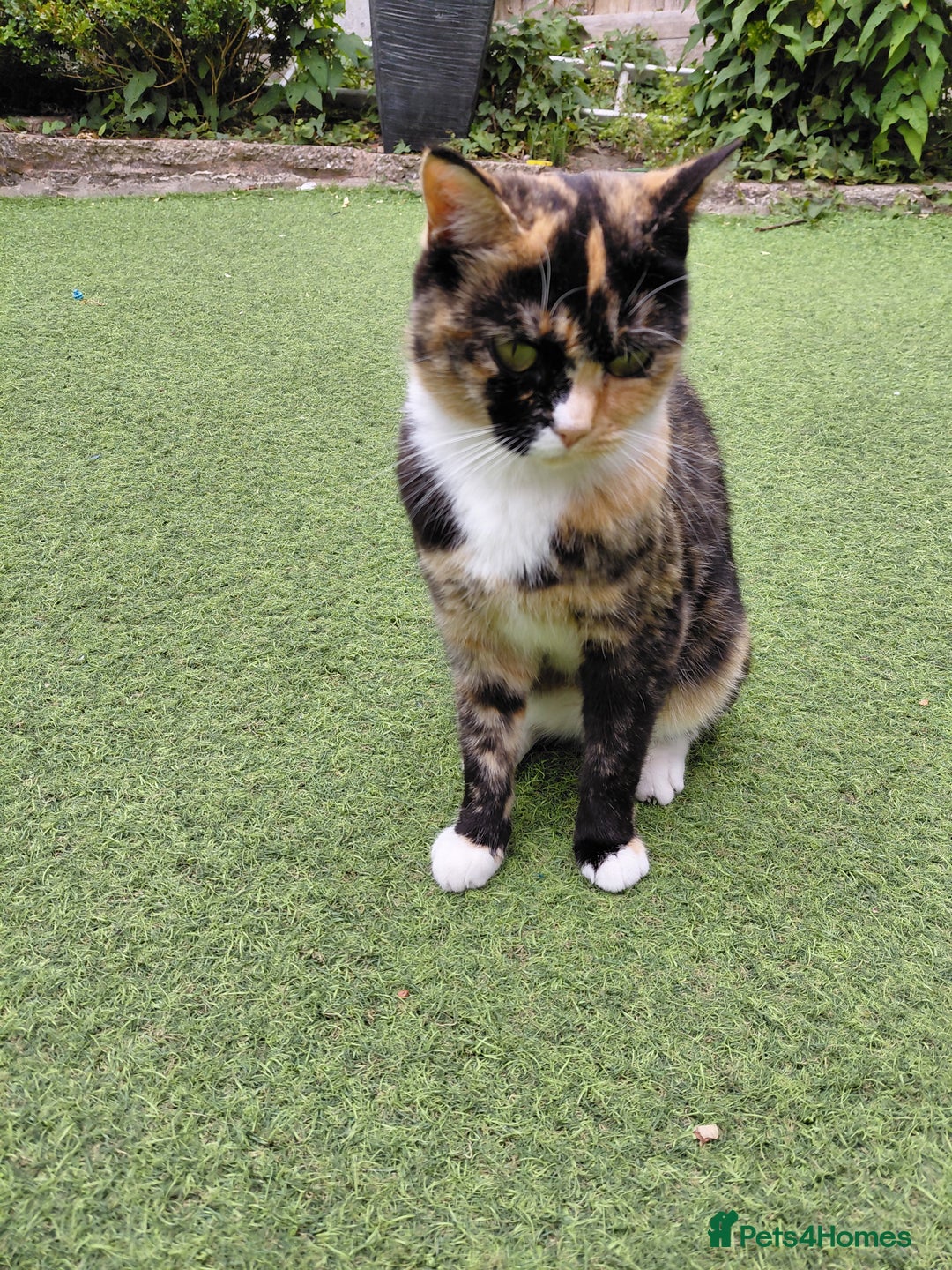 Domestic Shorthair cats for sale: Poppy  - Image 2