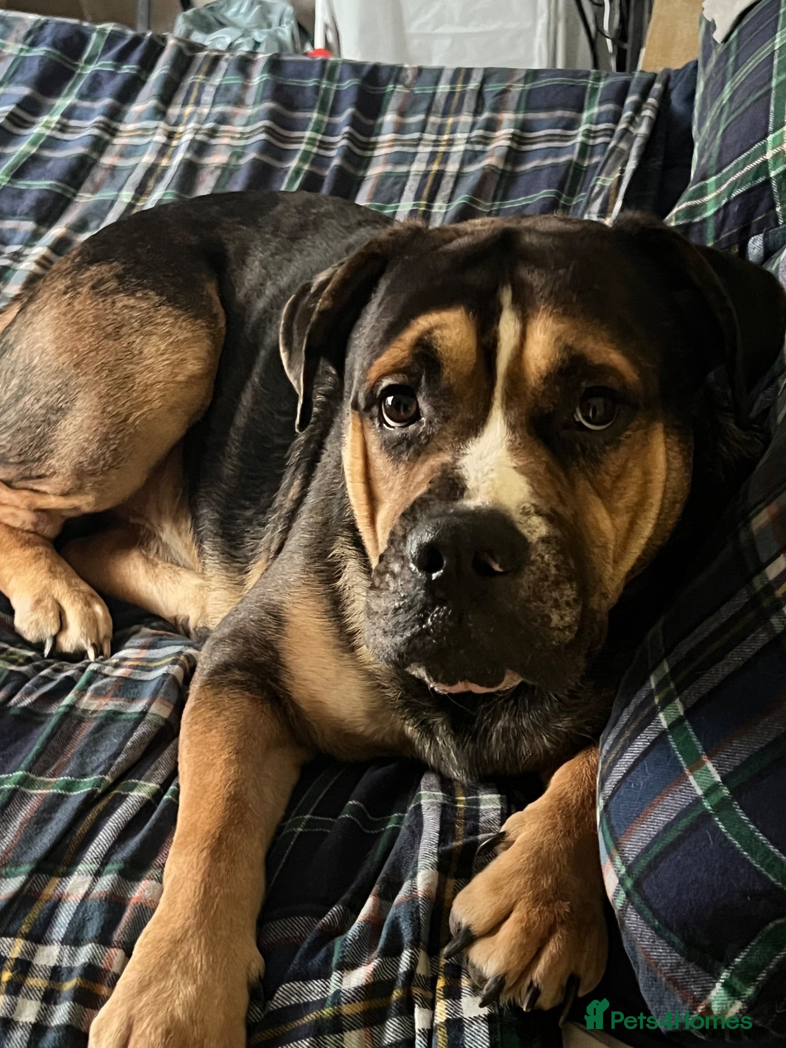 Mixed Breed dogs Maximus Merle English bulldog X German shepherd  - Advert 2