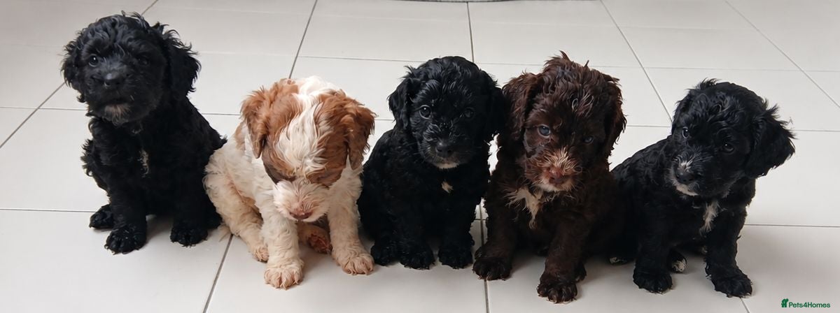 Cockapoo dogs Beautiful healthy F1 Cockapoo puppies - Advert 14