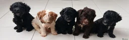 Cockapoo dogs for sale: READY NOW 2 girls waiting for their forever homes - Advert 1