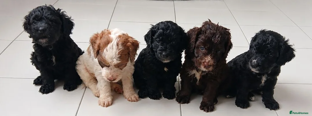 Cockapoo dogs for sale: READY NOW 2 girls waiting for their forever homes - Advert 1