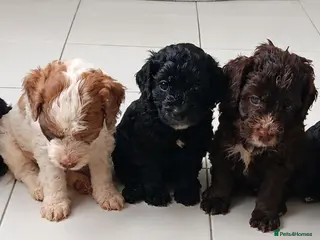 Cockapoo dogs Beautiful healthy F1 Cockapoo puppies - Advert 7