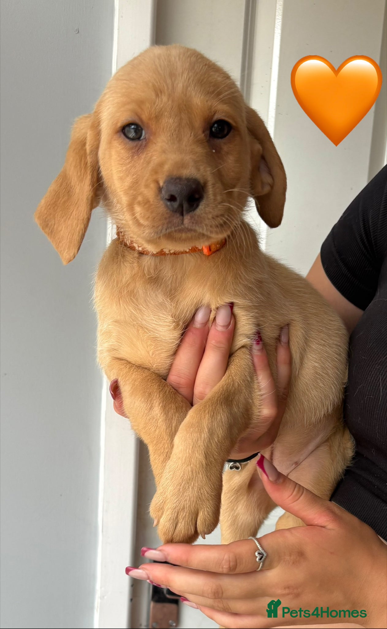 Labrador Retriever dogs READY NOW! Outstanding Labrador Puppies 🐶  - Advert 1
