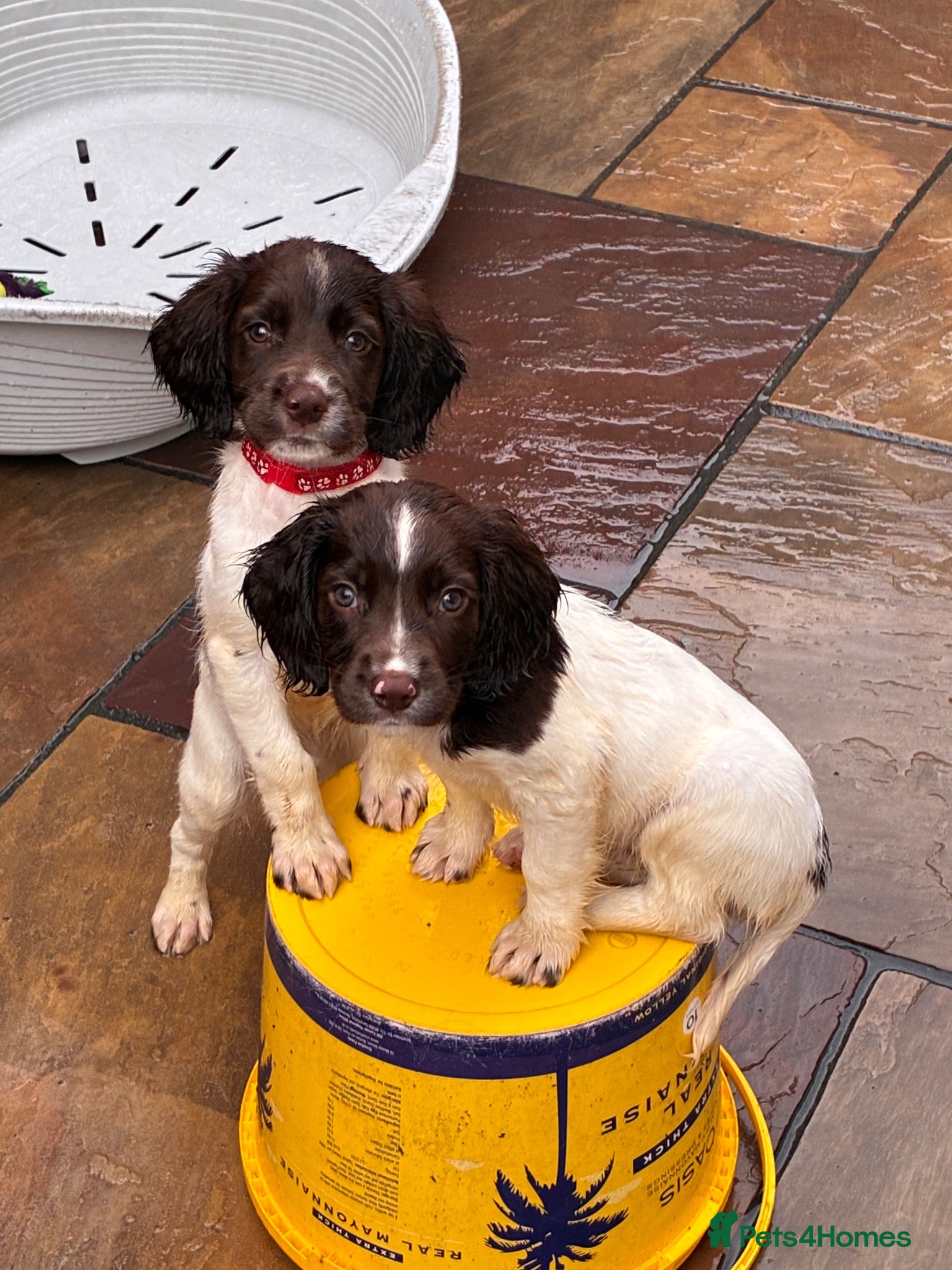 English Springer Spaniel dogs FTCH SIRED PUPS £800 READY TO GO  - Advert 1