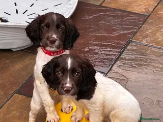 English Springer Spaniel dogs FTCH SIRED PUPS £800 READY TO GO - Advert 1