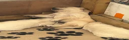 Golden Retriever dogs for sale: Golden Retrievers - Gwynedd  in Bangor - Advert 5