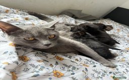 Maine Coon cats for sale: Main Coon X Russian Blue - Image 5