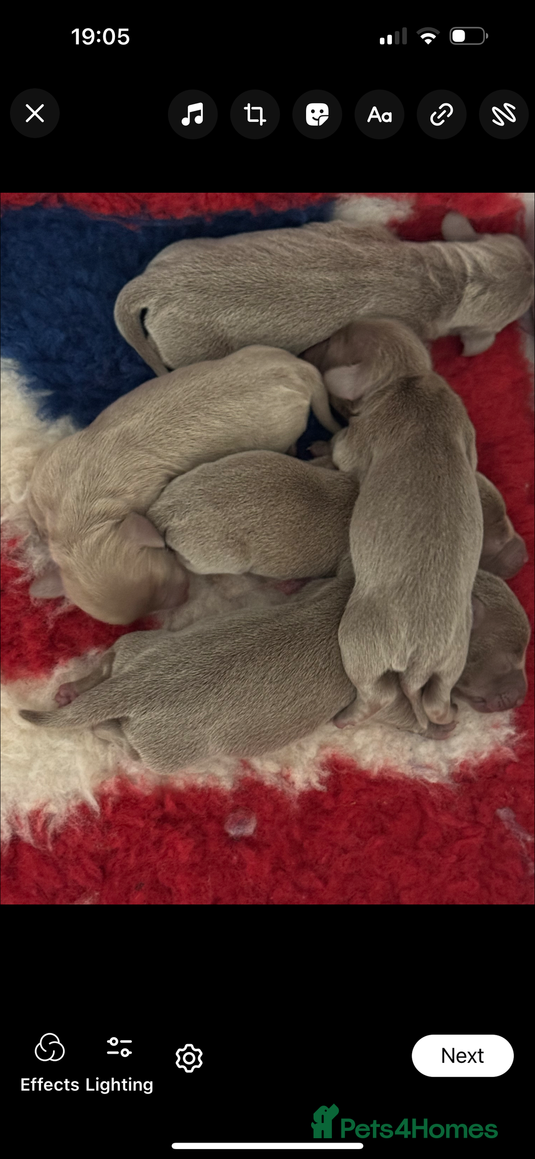 Miniature Dachshund dogs for stud: STORM CALL true Isabella & Tan long haired KC 5* in Stockport - Image 10
