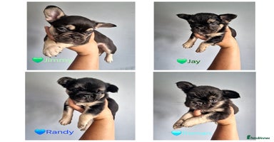 French Bulldog dogs - Advert 5