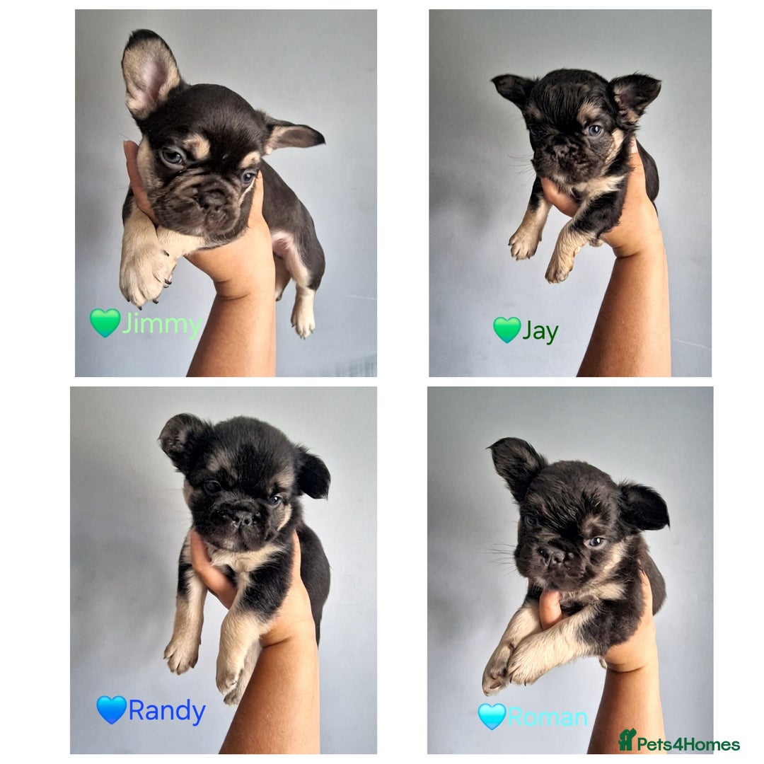 French Bulldog dogs for sale: Fluffy french bulldog puppies - Image 2