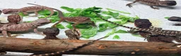 Bearded Dragon reptiles for sale: 100% red monster bearded dragon babies🐉 - Advert 22
