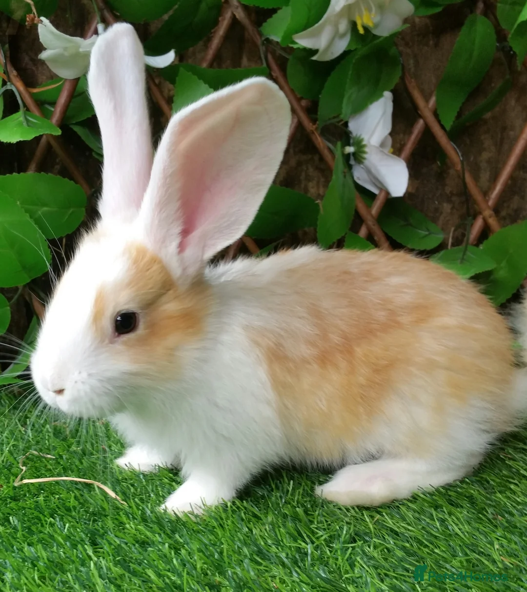 Continental Giant rabbits for sale: Pure Continental Giants - White Eared - RESERVE  - Advert 16