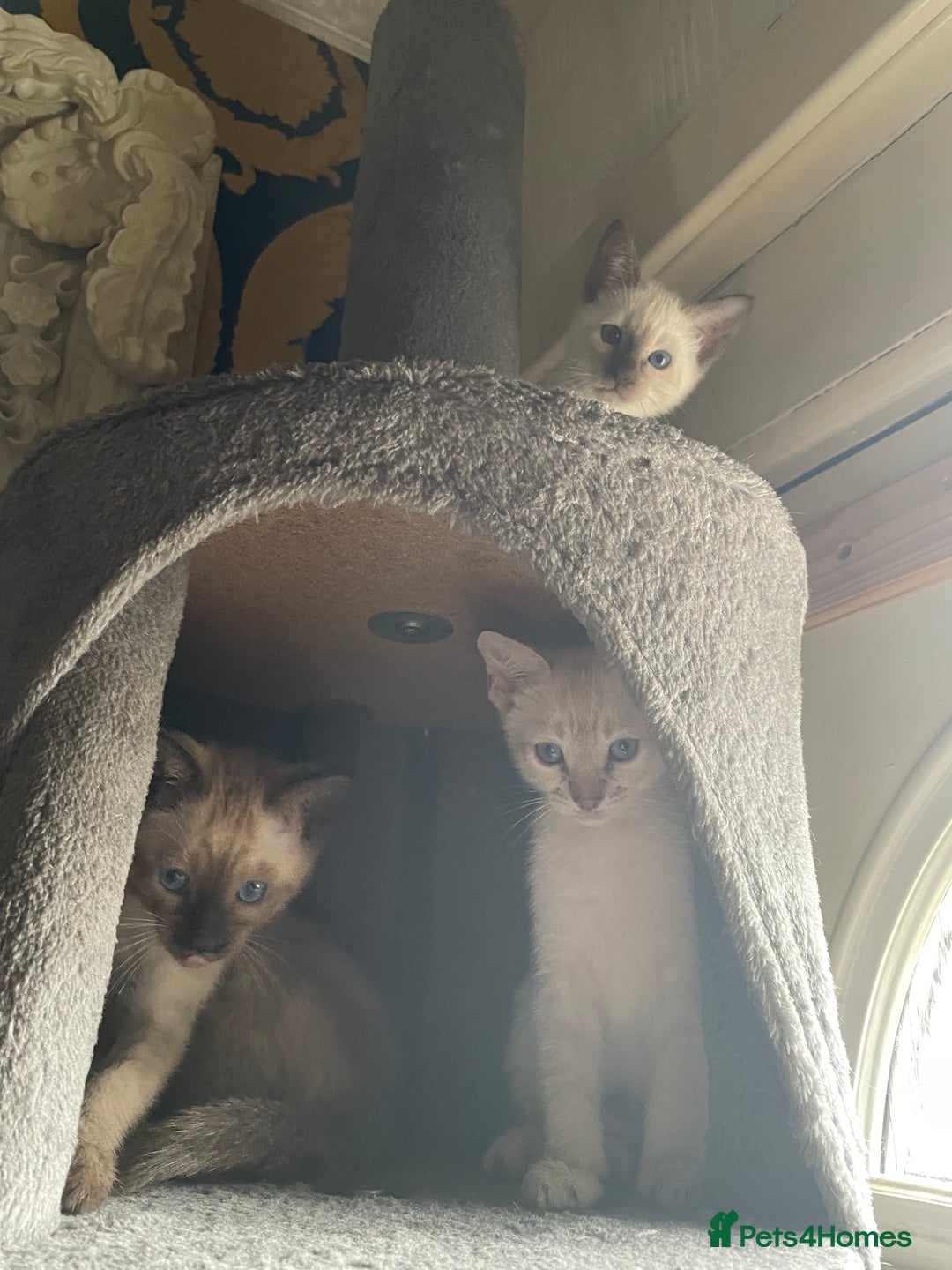 Bengal cats for sale: INTRODUCING 3 ❤️❤️❤️ BEAUTIFUL FELINES  - Image 14