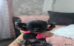 Chihuahua dogs for sale: Full pedigree chihuahuas - Image 11